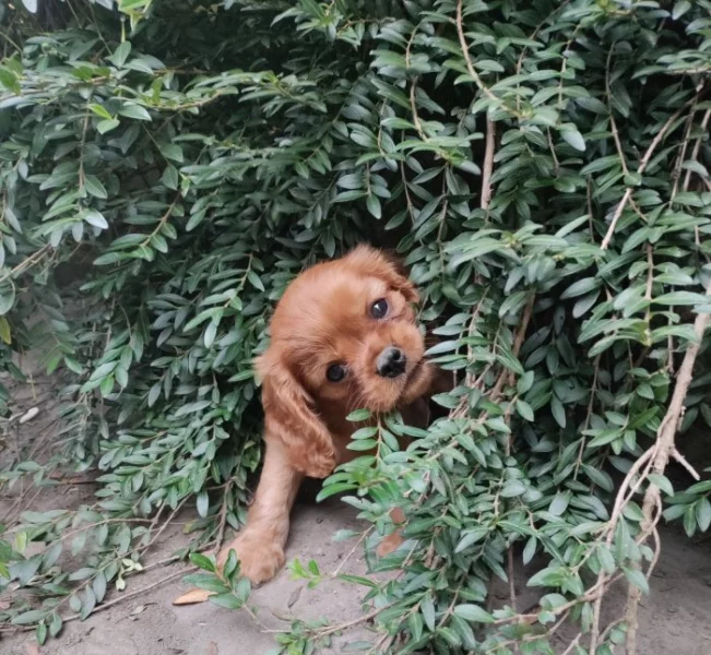 Kavalír king charles spaniel