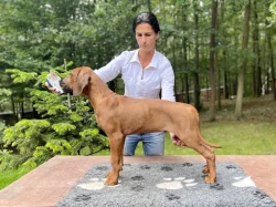 Štěňátko Rhodéského Ridgebacka s PP