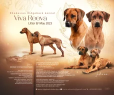 Štěňátko Rhodéského Ridgebacka s PP