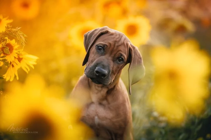 Štěňátko Rhodéského Ridgebacka s PP