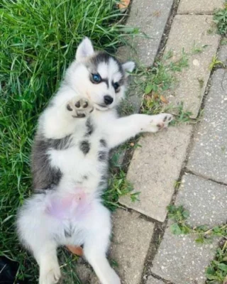 Sibiřský husky Fenku