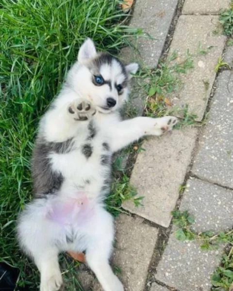 Sibiřský husky Fenku