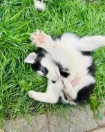 Sibiřský husky Fenku