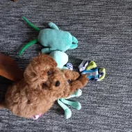 Štěně pudl toy