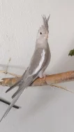 Korela