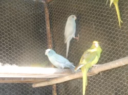 Kakarik