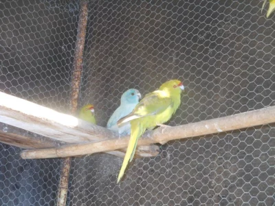 Kakarik