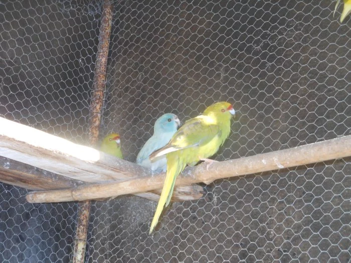 Kakarik