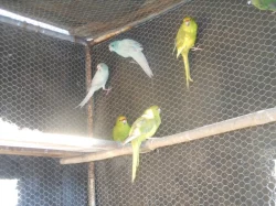 Kakarik