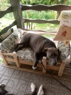 Spokojené snění pro pejsky