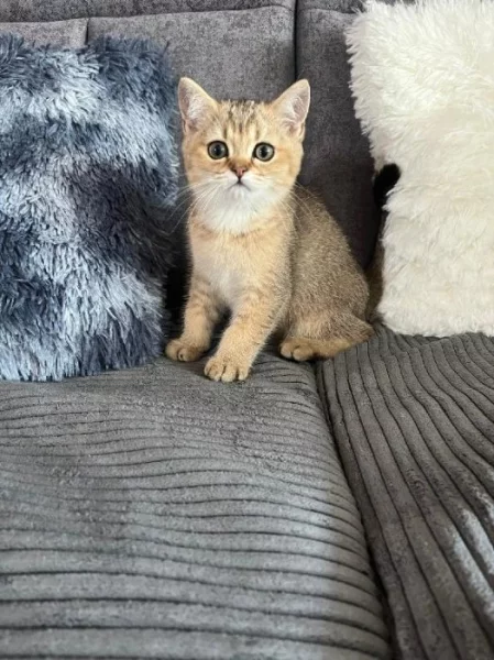 Britský kocourek golden shaded s PP