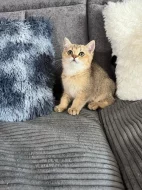 Britský kocourek golden shaded s PP