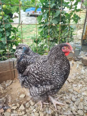 Kohout Orpingtonky černý cuckoo