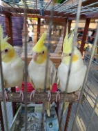 Prodám korely pastelface fallow