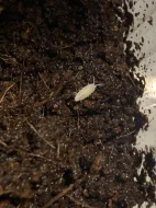 Chvostoskoci (Collembola), Tropické stínky (Trichorhina tomentosa)
