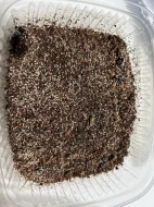 Chvostoskoci (Collembola), Tropické stínky (Trichorhina tomentosa)