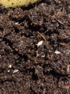 Chvostoskoci (Collembola), Tropické stínky (Trichorhina tomentosa)