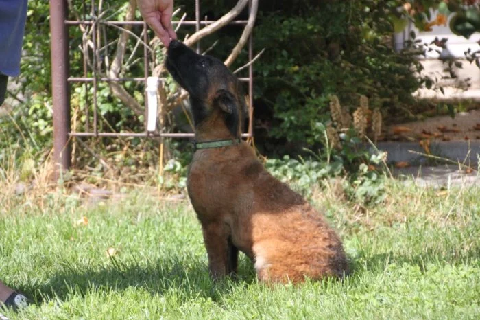 Belgický ovčák Laekenois