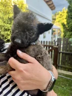 Belgický ovčák Laekenois