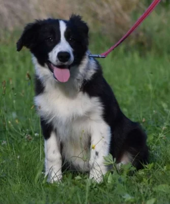 Border collie s PP