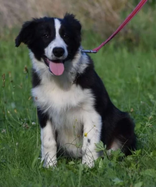 Border collie s PP