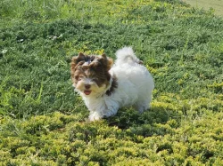 Jorkšírský teriér Biro