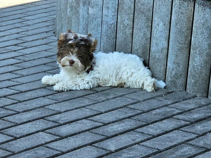 Jorkšírský teriér Biro