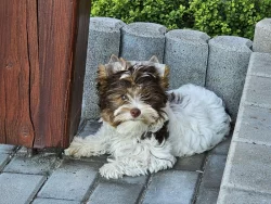 Jorkšírský teriér Biro