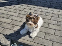 Jorkšírský teriér Biro