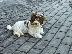 Jorkšírský teriér Biro