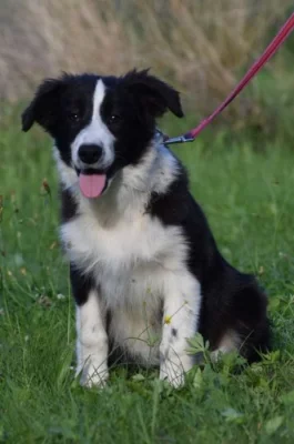 Border collie s PP