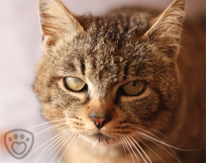 Akali - kočka domácí