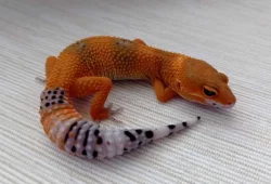 Gekončík noční - samičky - odchov 2023