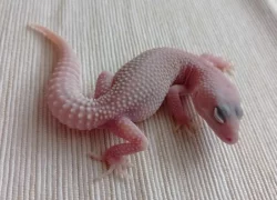 Gekončík noční - samičky - odchov 2023