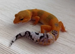 Gekončík noční - samičky - odchov 2023