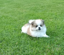 Pomeranian
