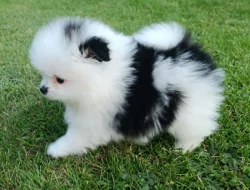 Pomeranian