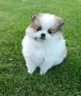 Pomeranian