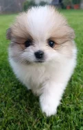 Pomeranian