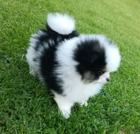 Pomeranian