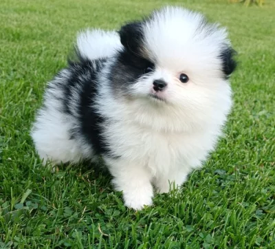 Pomeranian