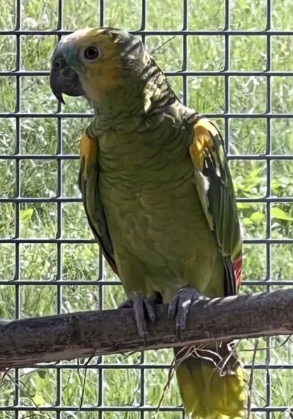 Amazoňan modročelý xanthopteryx