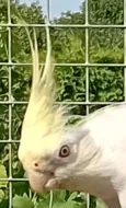 Korely creamface