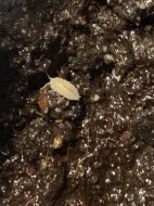 CHVOSTOSKOCI (Collembola), TROPICKÉ STÍNKY (Trichorhina tomentosa)