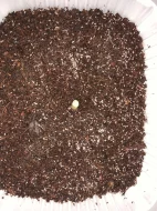 CHVOSTOSKOCI (Collembola), TROPICKÉ STÍNKY (Trichorhina tomentosa)