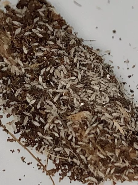 CHVOSTOSKOCI (Collembola), TROPICKÉ STÍNKY (Trichorhina tomentosa)
