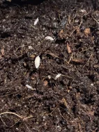 CHVOSTOSKOCI (Collembola), TROPICKÉ STÍNKY (Trichorhina tomentosa)
