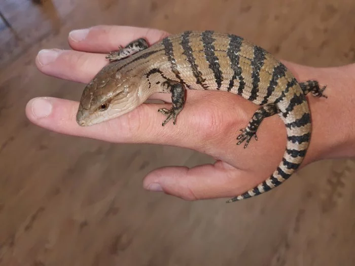 Mláďata Tiliqua gigas evanescens