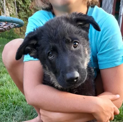 Štěňata německého ovčáka