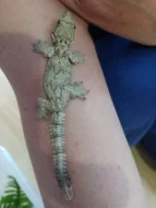 Gekon létací (ptychozon khuli)